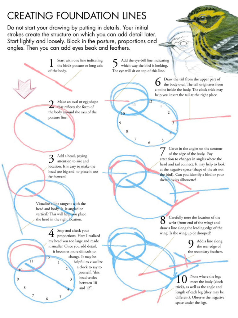 Laws Guide to Drawing Birds