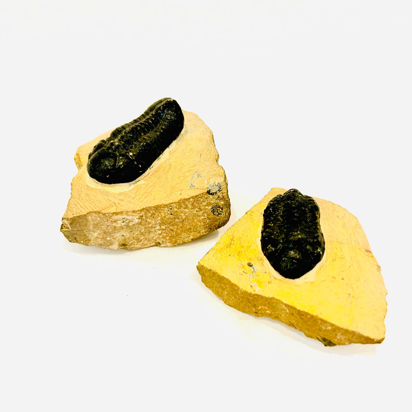 Trilobite Phacops Fossils