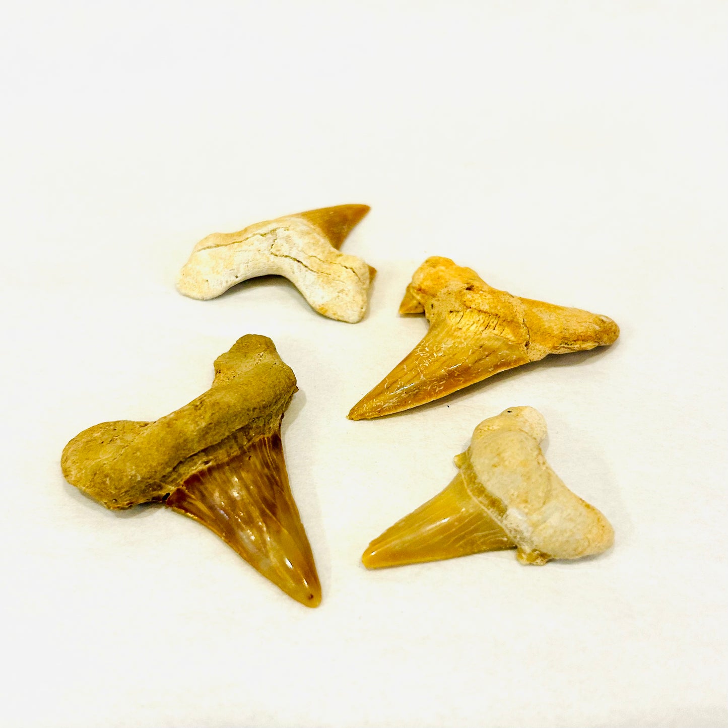 Fossilized Shark Teeth