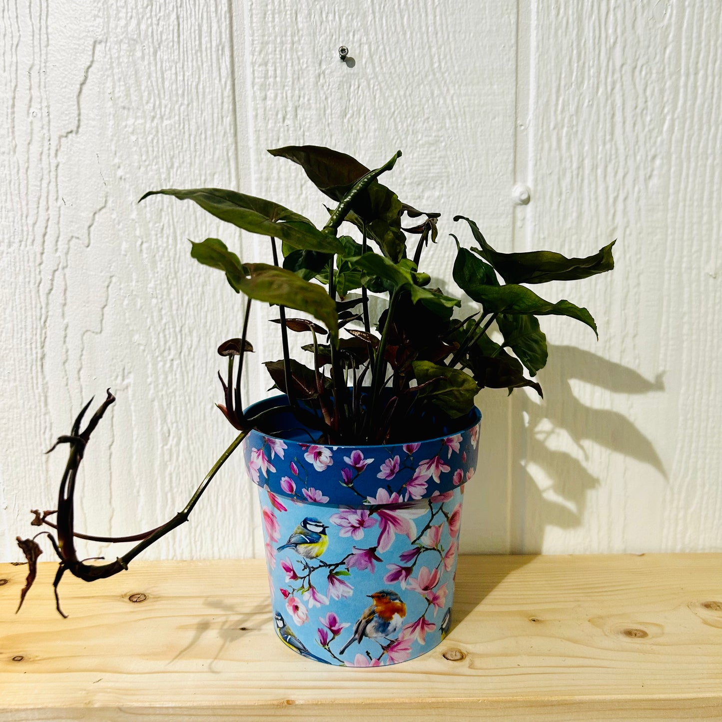 Nephthytis Arrowhead Plant