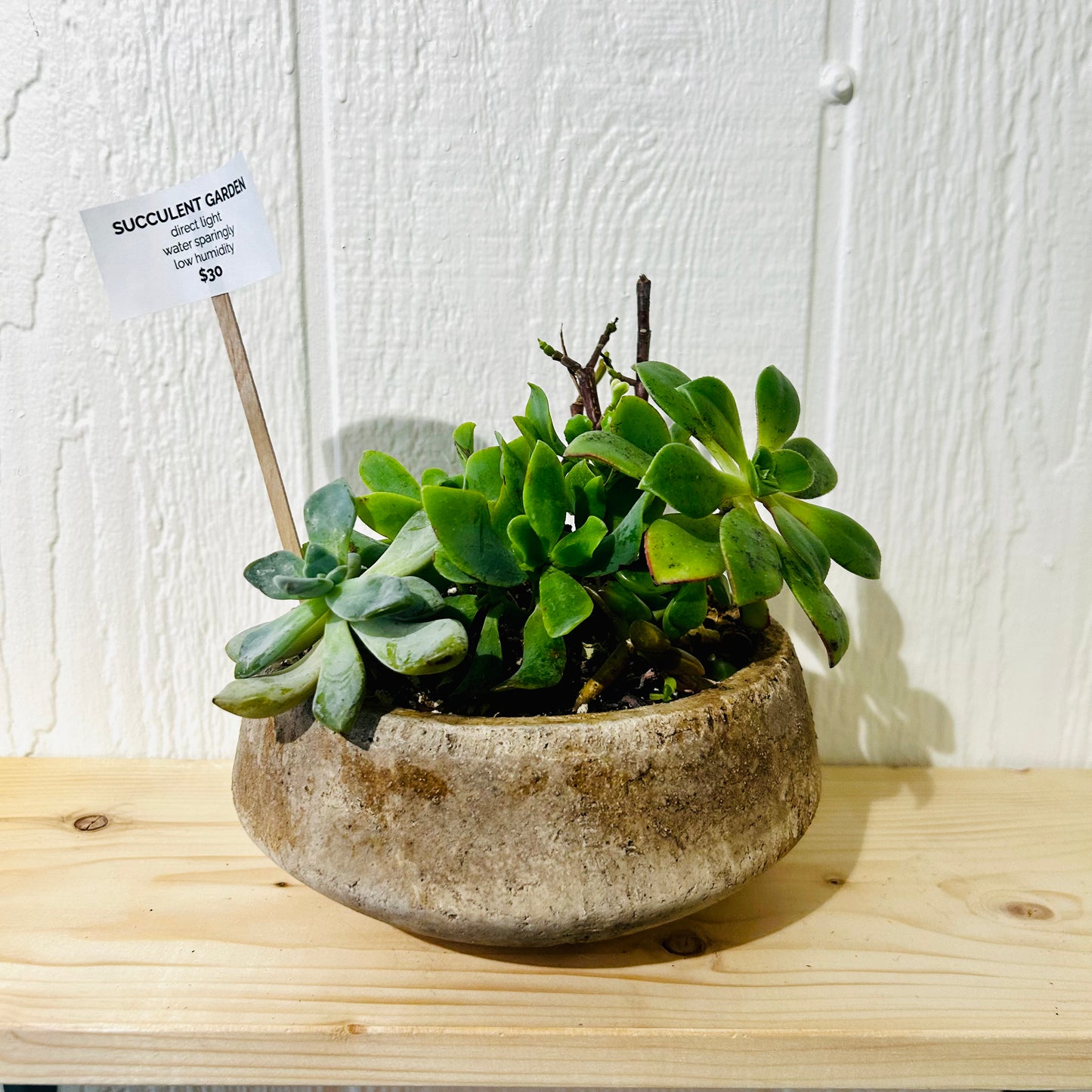 Succulent Garden