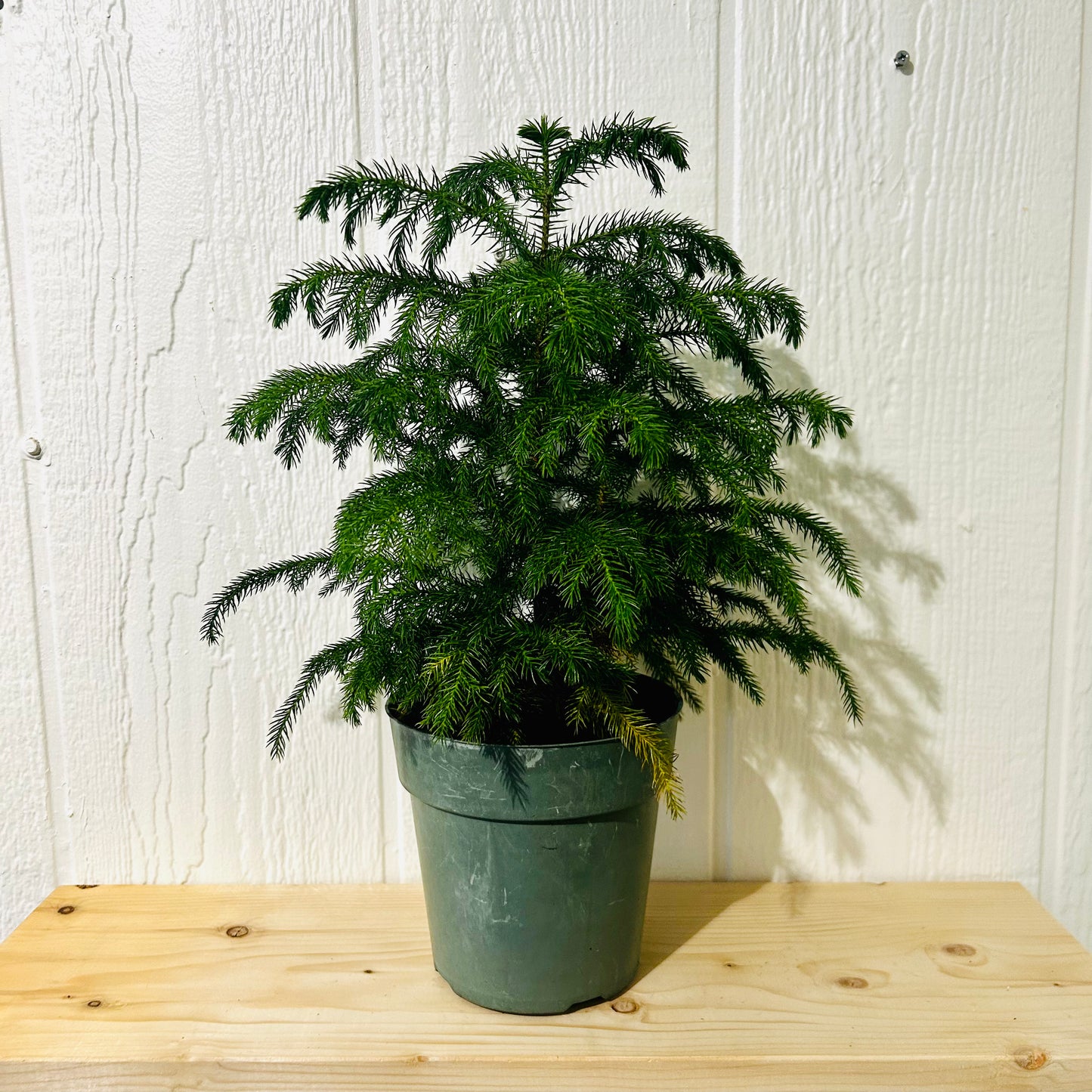 Norfolk Pine 6"
