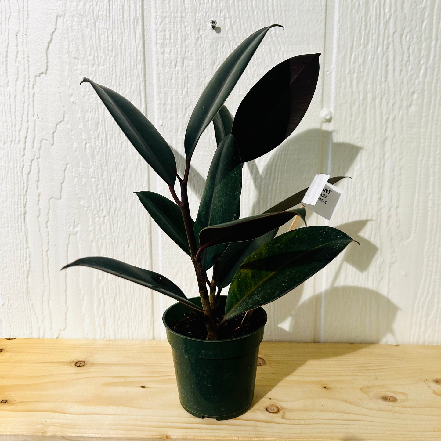 Rubber Plant 6"