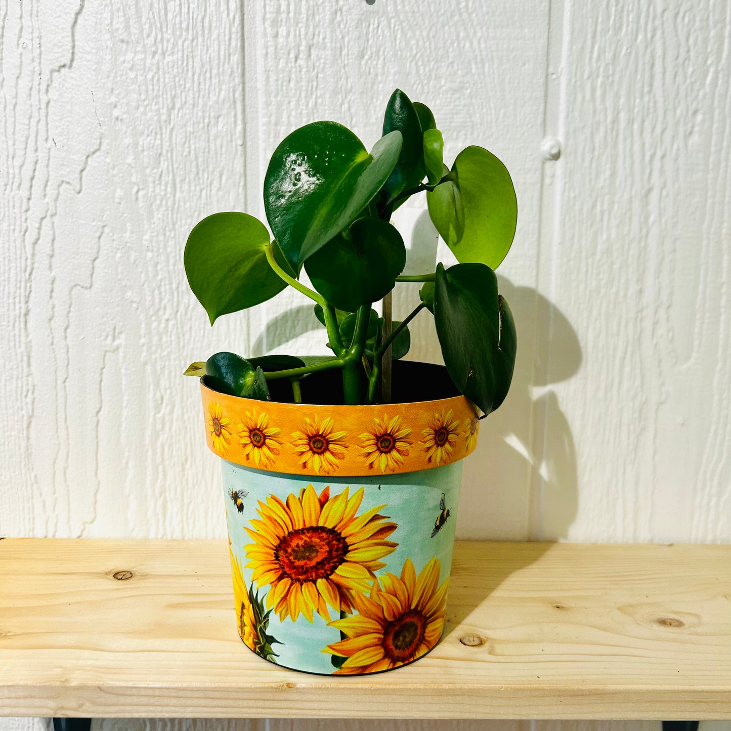 Peperomia Ripple