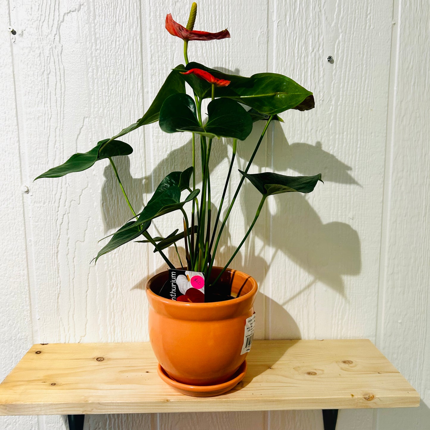 Anthurium 6"