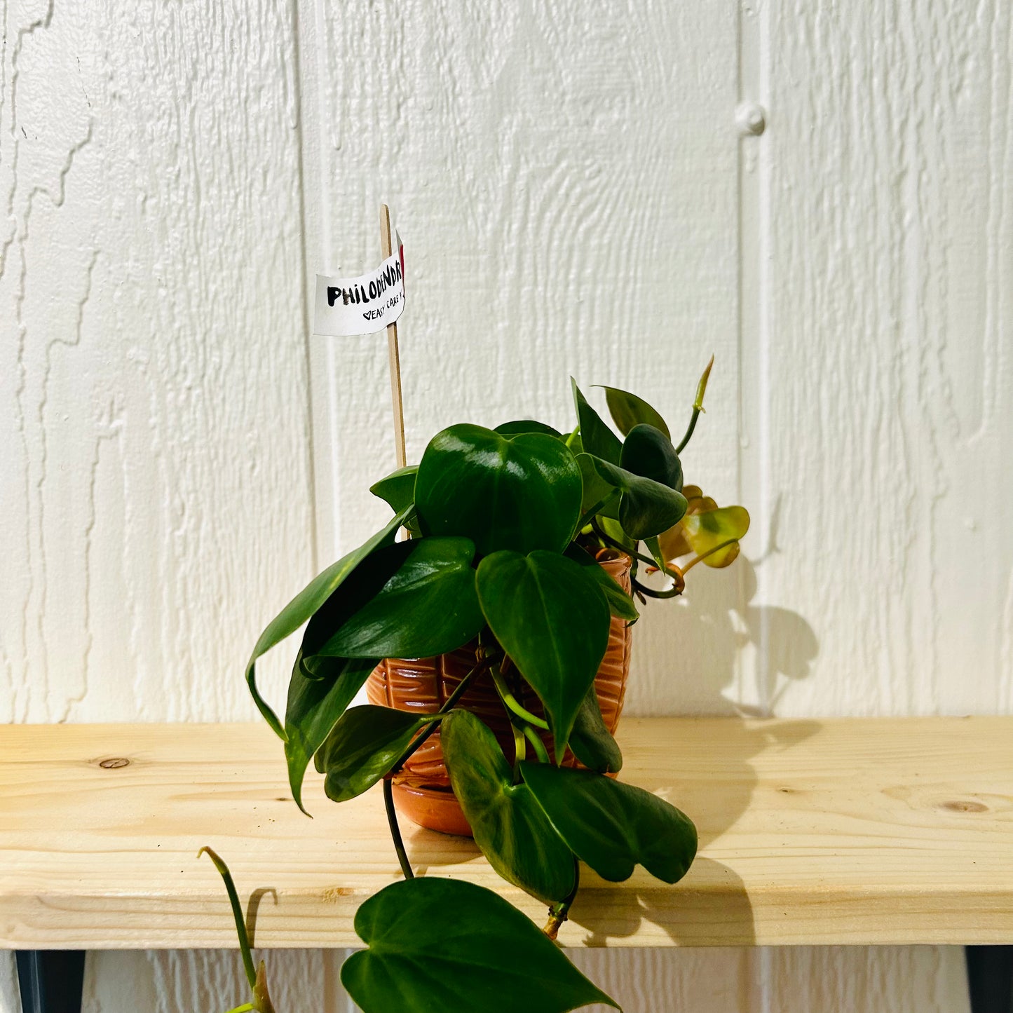 Philodendron 3"