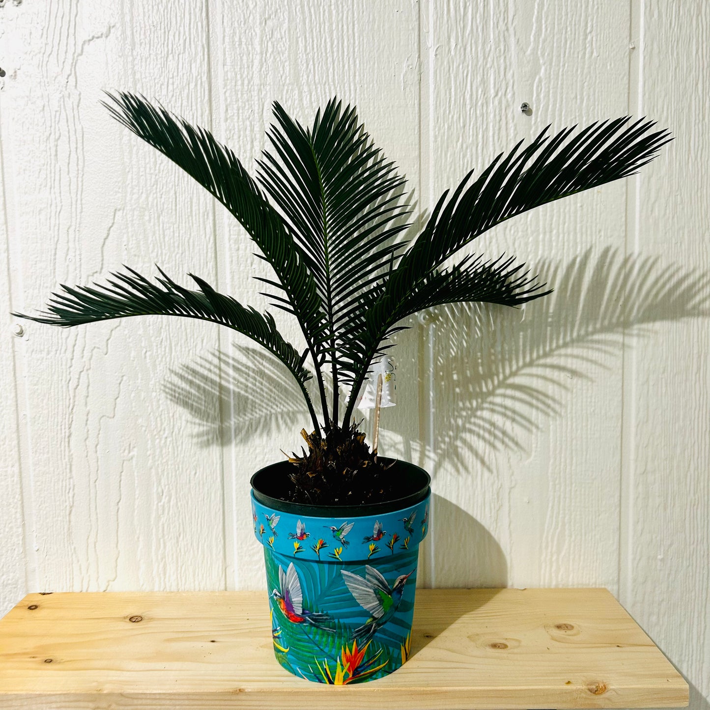 Sago Palm 6"