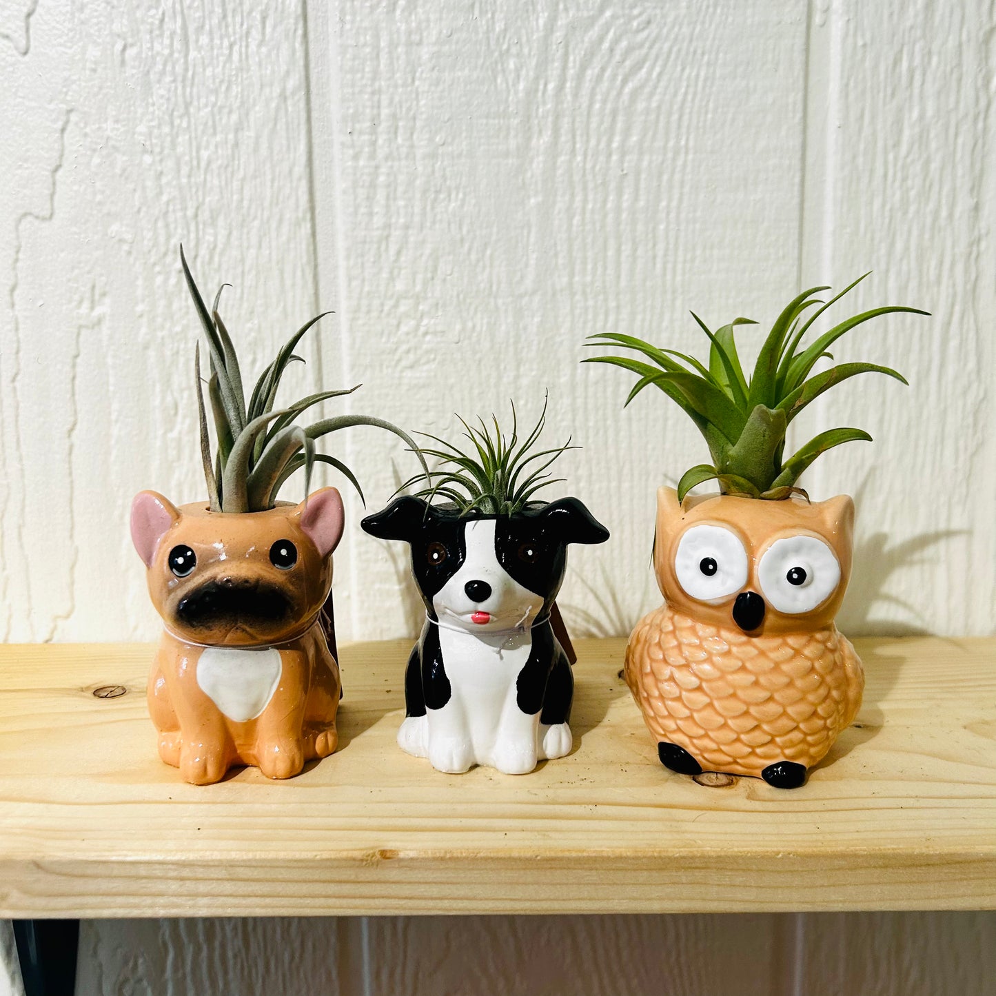 Air Plants on Ceramic Animals