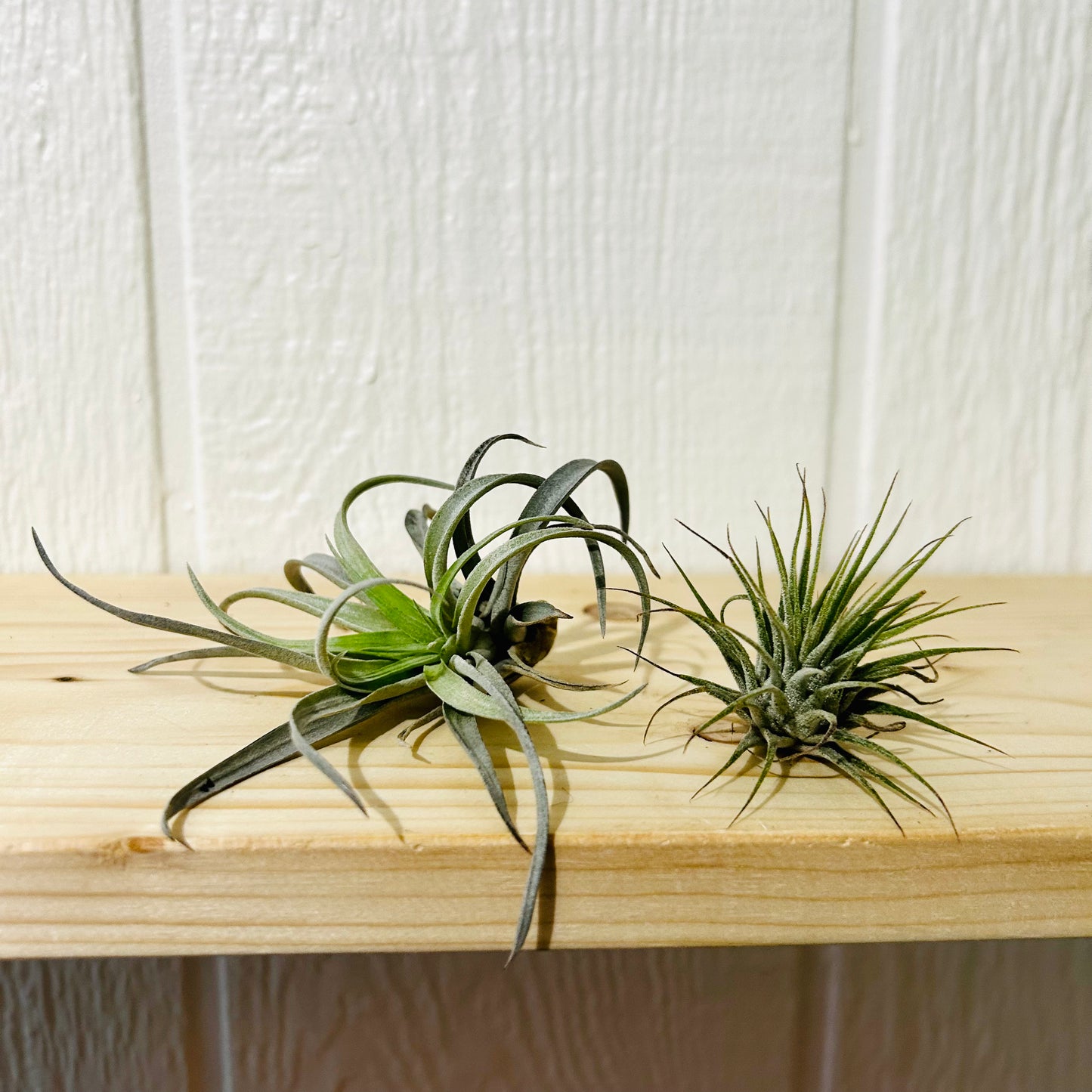 Air Plants Single
