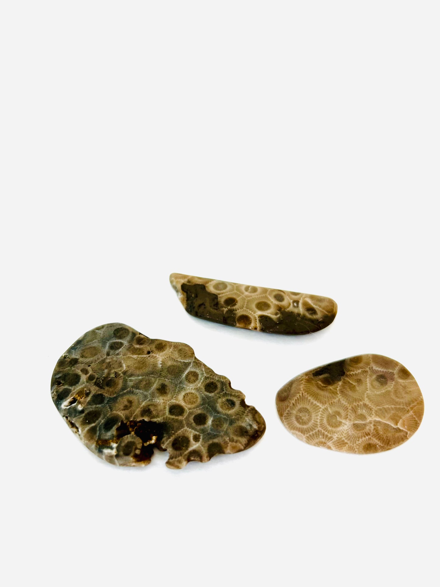 Petoskey Stones