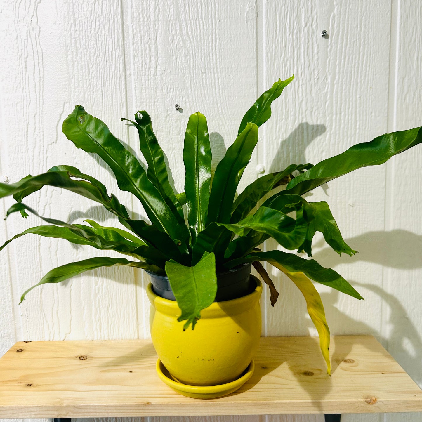 Bird Nest Fern 6"