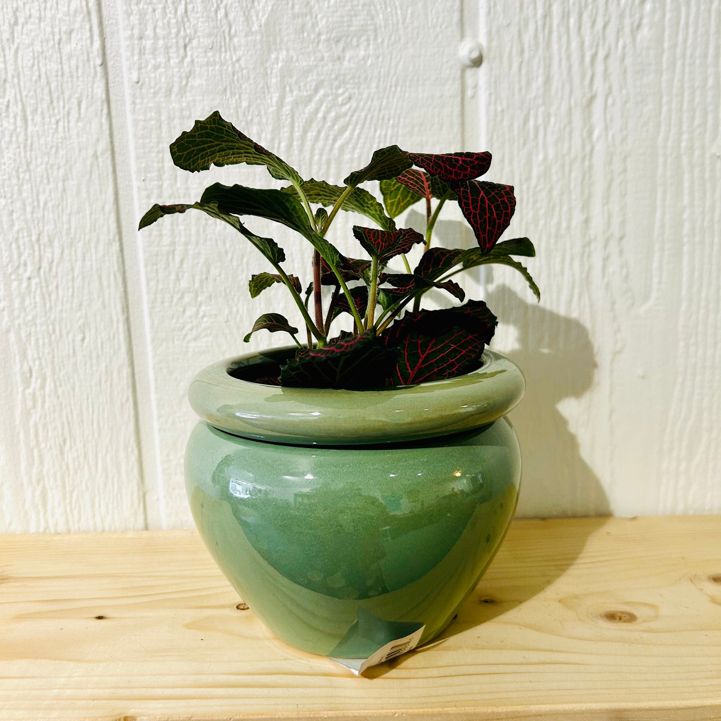 Fittonia argyroneura (Mosaic plant)