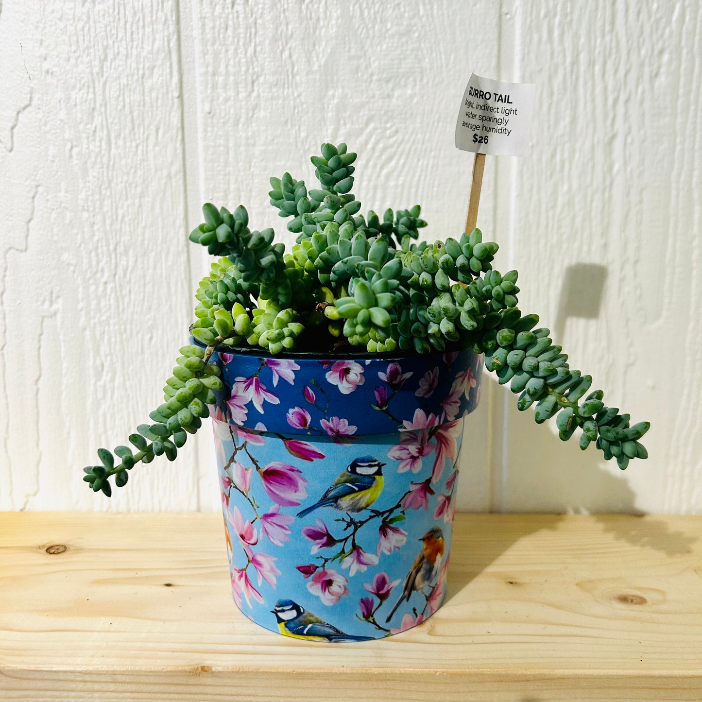 Burro Tail