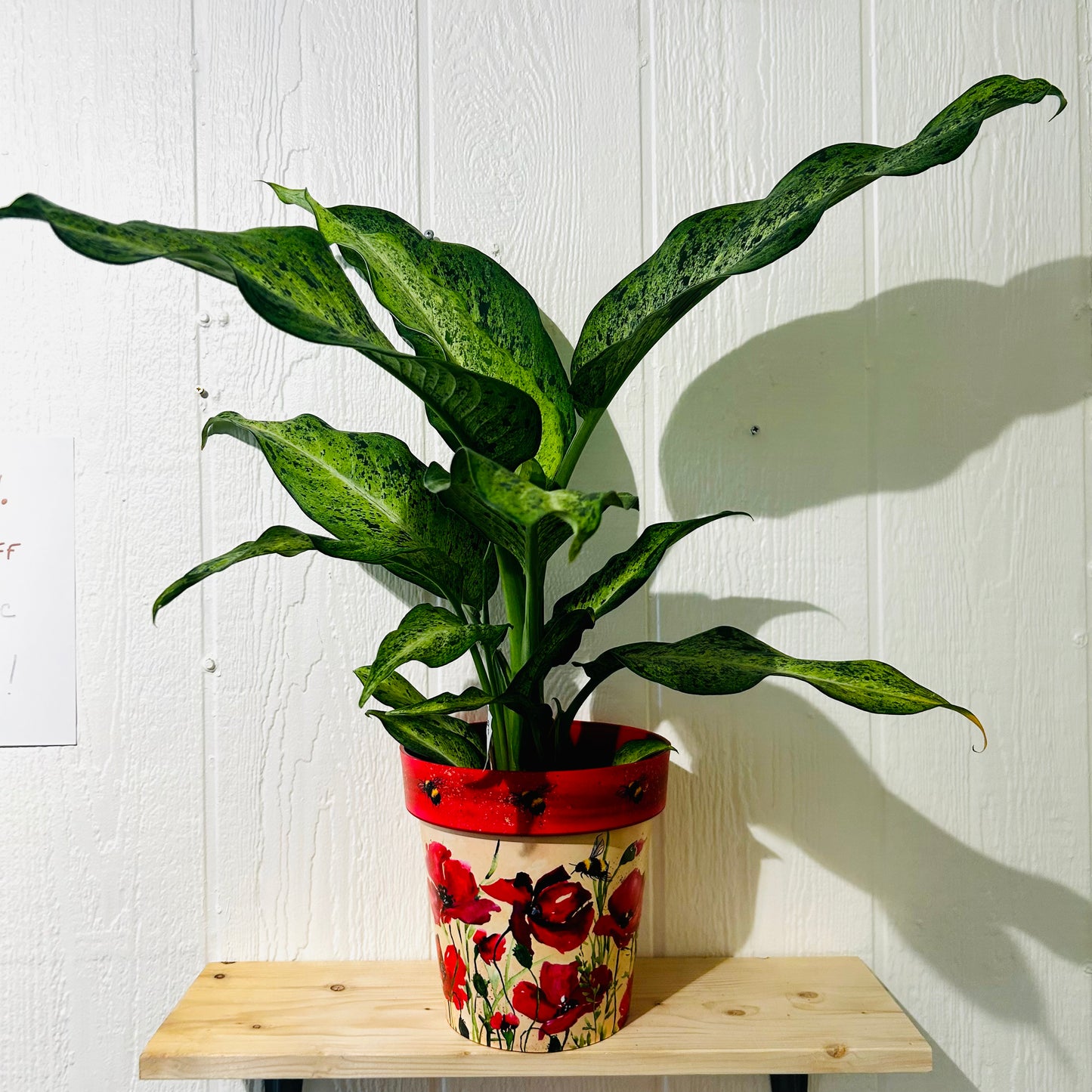 Dieffenbachia 8"