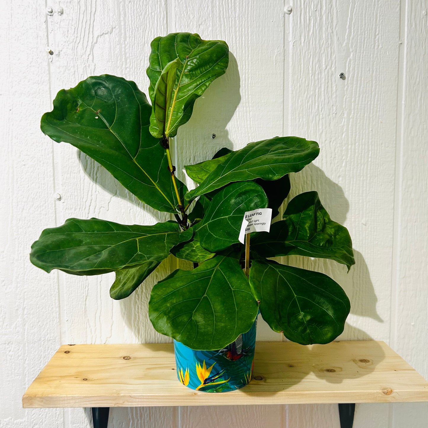 Fiddle Leaf Fig 6"