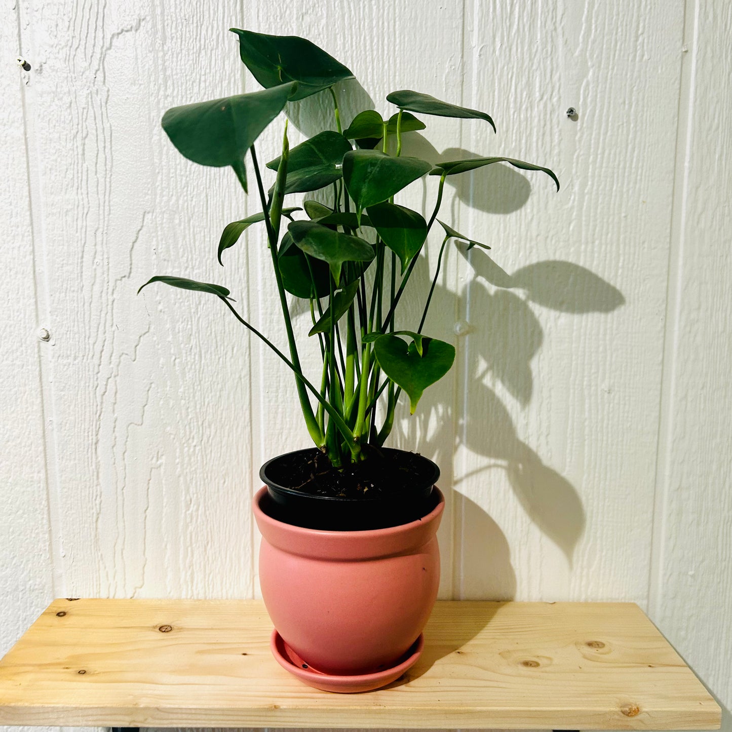 Split-leaf Philodendron 6"