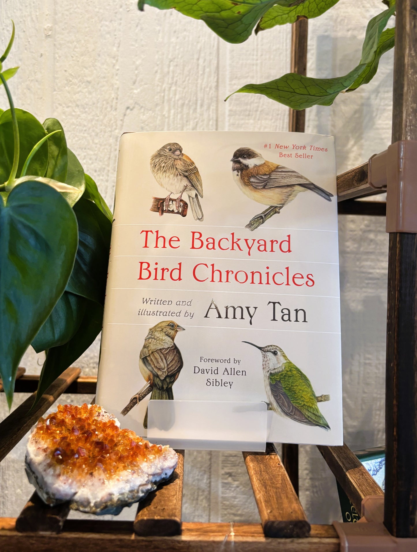 Backyard Bird Chronicles ~ Amy Tan
