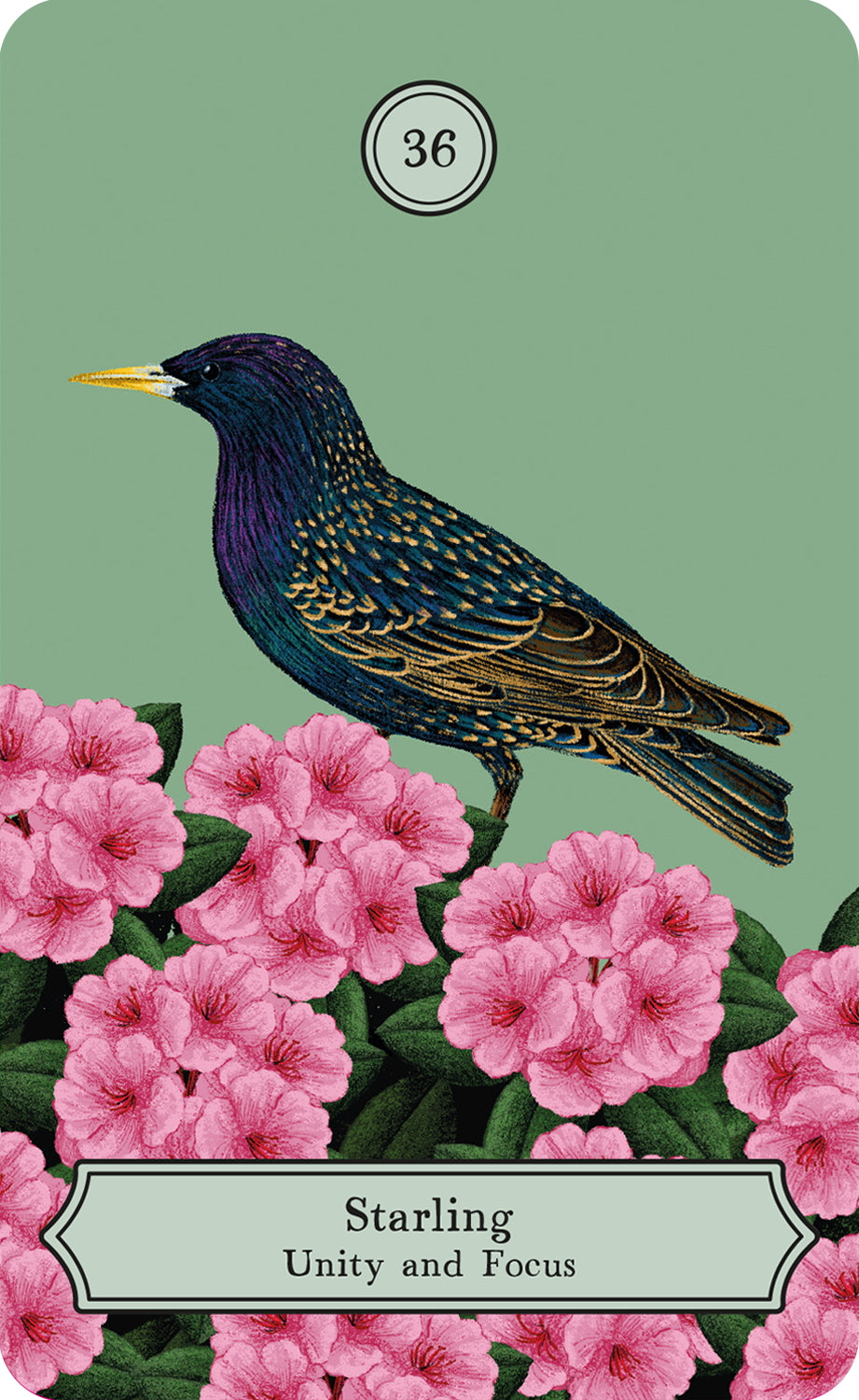 Rizzoli Wisdom of Birds Oracle