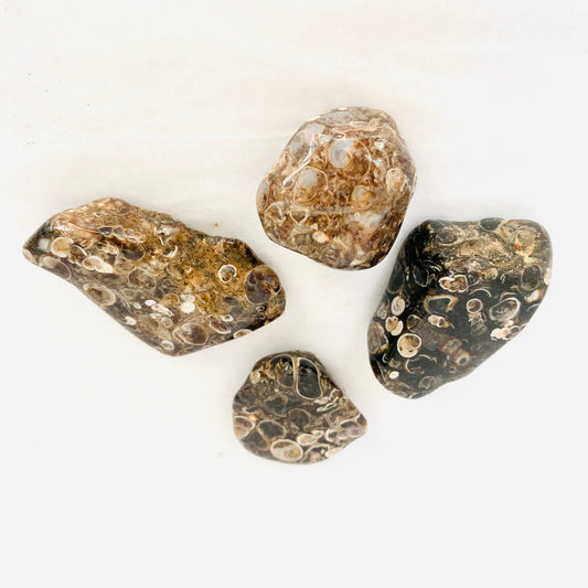 Turritella Agate Tumbled Wyoming